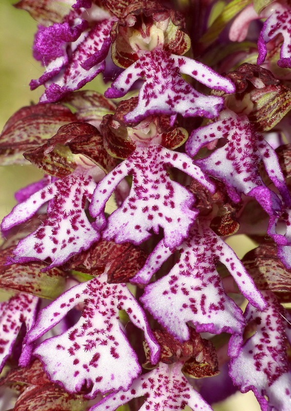 Orchis militaris, Orchis purpurea, Orchis x hybrida  Preappennino aquilano -  2022.